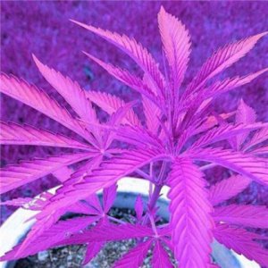 ​经典情人(鼓励爱人的经典语句)