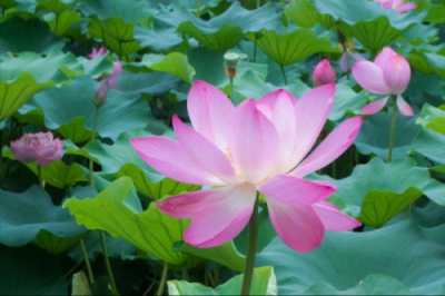 ​30首关于荷花唯美句子，让诗意的荷花给你带来夏日的美好
