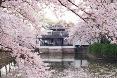 ​赏樱花发朋友圈微信句子 朋友圈晒樱花图的句子