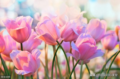 ​素材积累：描写绿植的唯美句子短句，晨读摘抄！
