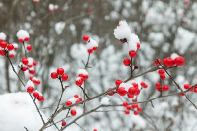 ​四首描写雪天的优美句子，夜深知雪重，雪落又成诗