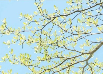 ​发朋友圈描写春天的简短优美句子