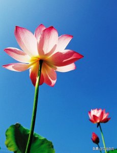 ​大智若愚的文案短句 ，人生一世，糊涂难得，难得糊涂