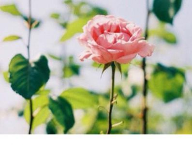 ​小学毕业不舍的句子 适合高中毕业的句子
