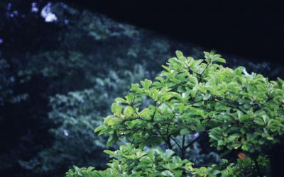 ​形容空气清新的句子