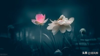 ​新年暖心经典的唯美说说