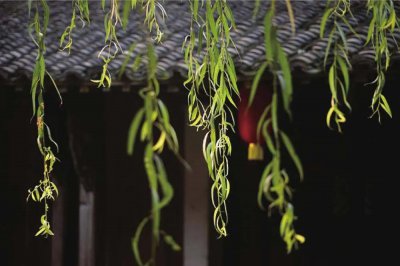 ​林清玄散文中滚滚红尘唯美的句子