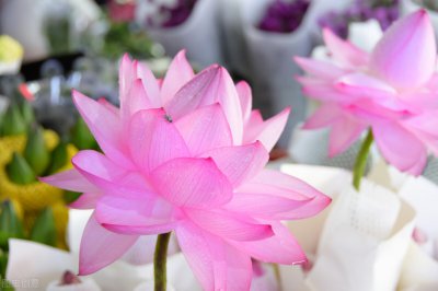 ​盛夏有关祝福的唯美句子大全，早安问候唯美句子
