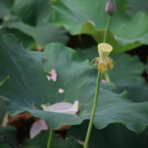 ​赞美夏天天气好神仙唯美句子，夏天的太阳最勤劳