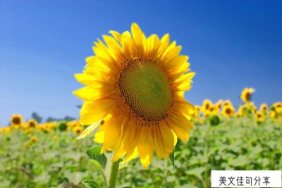 ​二年级比喻句摘抄大全短一点(又好又短的比喻句82句)