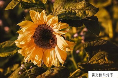 ​形容温暖人心的句子唯美(生活自带温暖段落)