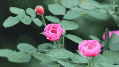 ​描写蔷薇花的优美句子（2022蔷薇花开的唯美句子）