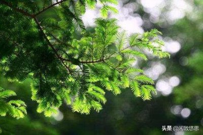 ​形容树木茂盛的优美句子（大树枝繁叶茂的短句）