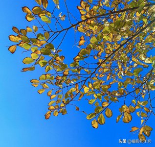 ​形容秋天的句子唯美（22句秋天的风景美摘抄大全）