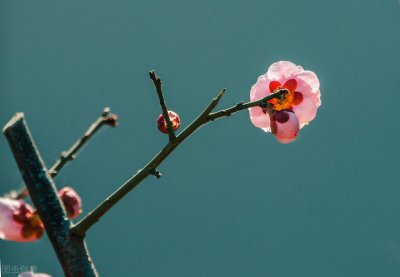 ​不远不近的距离的说说（12句无论距离有多远的句子）