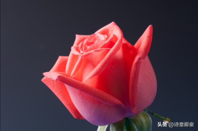 ​我会一直爱着你的说说（表达我会一直爱你的句子）