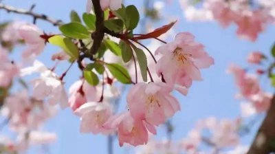 ​四月深春富有诗意的句子 唯美简短 ，干净温柔治愈高级文案