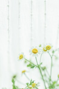 ​那些绝美的祝福语句 简短唯美8个字