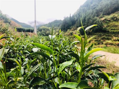 ​茶文化的经典句子简短（茶言 茶语适合发朋友圈的文案）