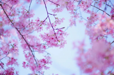 ​关于樱花的句子经典语句（赏樱花桃花的朋友圈文案）
