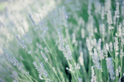 ​3月12日植树节经典标语口号大全(3月12日植树节宣传标语)
