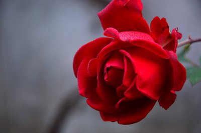 ​关于爱家的句子（精选123句）