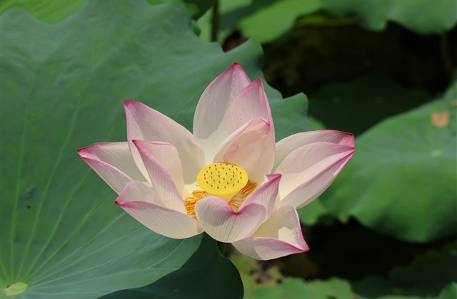 简单低调的网名(精选183个)