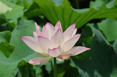 ​文艺范的三字网名(优选766个)
