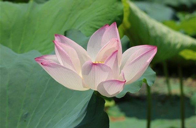 唯美带有诗意的网名(共546个) 唯美带有诗意的网名(共546个)