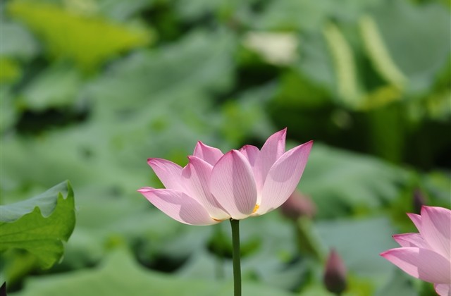 自然随性的网名(优选346个) 自然随性的网名(优选346个)
