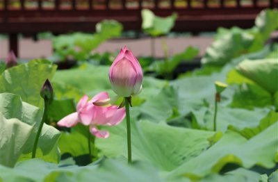 ​优雅成熟显气质的女生网名(精选201个)