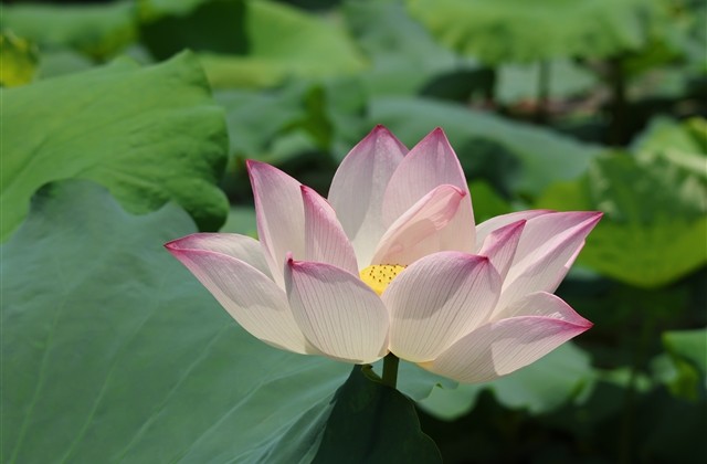 带有龙字的可爱网名(精选171个) 带有龙字的可爱网名(精选171个)