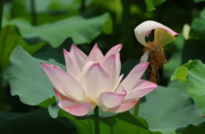 ​落寞伤感的QQ网名设计(优选159个)