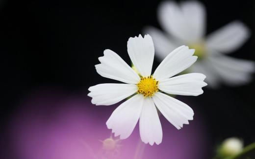 表达心情好的句子
