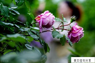 ​相爱十年适合发朋友圈的句子（33句相爱十年唯美感言）