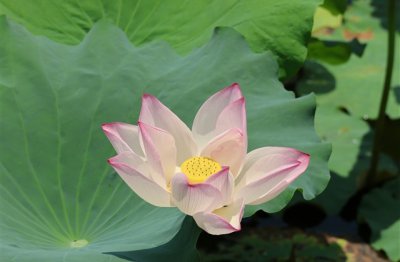 ​女生微信网名唯美有气质(共411个)
