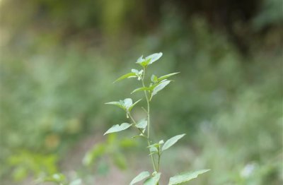 ​最新版个性唯美的网名(精选31个)