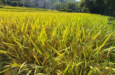 ​给自己取个独特的霸气昵称(精选246个)