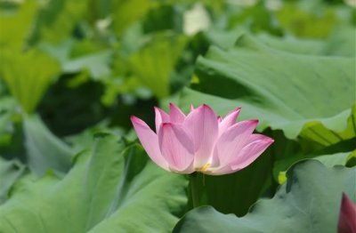 ​取名宜用字大全(精心挑选218个)