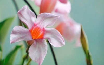 ​形容茶花的句子25句