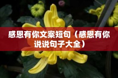 ​感恩有你文案短句（感恩有你说说句子大全）