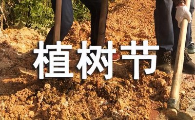 ​植树节的优美句子（植树的朋友圈说说简短）