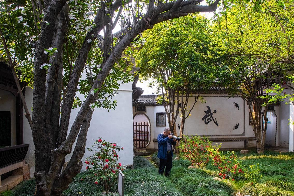 北京中南海西花厅的海棠树在邓颖超祖居开花了,她原来是光山人呀