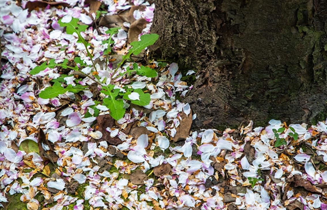 北京中南海西花厅的海棠树在邓颖超祖居开花了,她原来是光山人呀