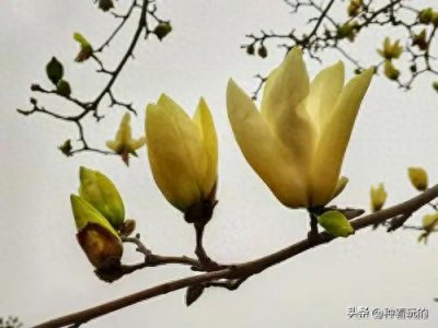 ​玉兰花是什么颜色