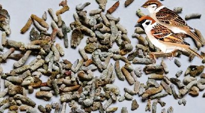 ​麻雀养殖户养雀却不卖雀，得知麻雀的粪便用途后，要我也不卖！