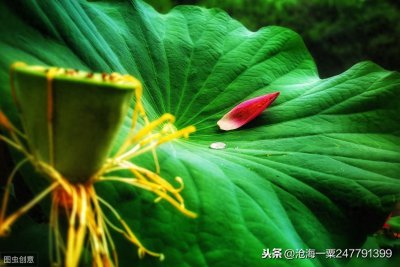 ​《庄子》赏析——德充符（附译文）