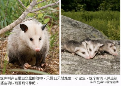 ​16种动物怀孕周期时间一览图，最长的是人类两倍