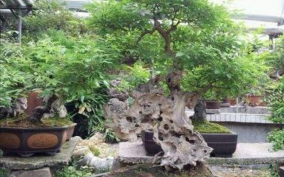 ​山上遍地的黄荆,做成漂亮盆景,古朴苍劲观赏性强