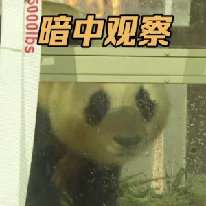 ​上新了！调皮福宝专属表情包